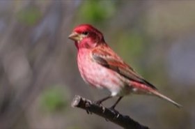 Purple Finch (Haemorhous purpureus) — photo 1