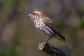 Purple Finch (Haemorhous purpureus) — photo 2