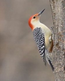 Red-bellied Woodpecker (Melanerpes carolinus) — photo 3