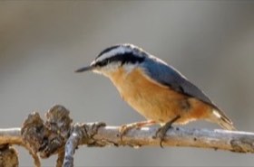 Red-breasted Nuthatch (Sitta canadensis) — photo 1