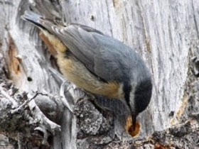 Red-breasted Nuthatch (Sitta canadensis) — photo 2