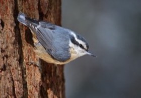 Red-breasted Nuthatch (Sitta canadensis) — photo 3