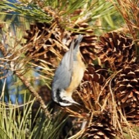 Red-breasted Nuthatch (Sitta canadensis) — photo 4
