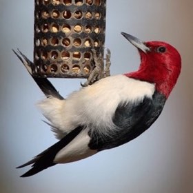 Red-headed Woodpecker (Melanerpes erythrocephalus) — photo 1