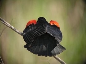 Red-winged Blackbird (Agelaius phoeniceus) — photo 1