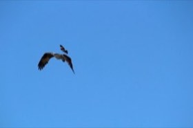 Red-winged Blackbird (Agelaius phoeniceus) — photo 2