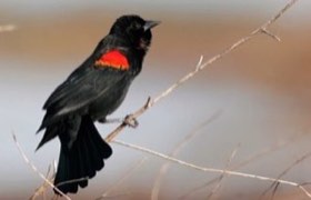 Red-winged Blackbird (Agelaius phoeniceus) — photo 3