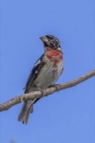 Rose-breasted Grosbeak (Pheucticus ludovicianus) — photo 2