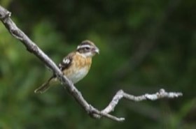 Rose-breasted Grosbeak (Pheucticus ludovicianus) — photo 3