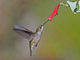 Ruby-throated Hummingbird (Archilochus colubris) — photo 1