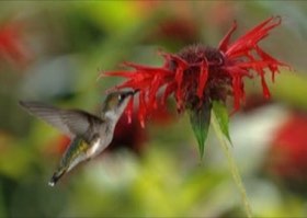 Ruby-throated Hummingbird (Archilochus colubris) — photo 2