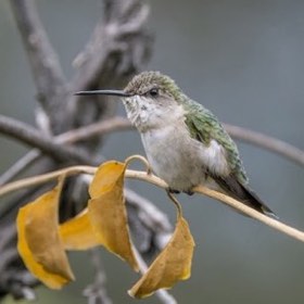 Ruby-throated Hummingbird (Archilochus colubris) — photo 3