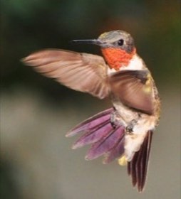 Ruby-throated Hummingbird (Archilochus colubris) — photo 4