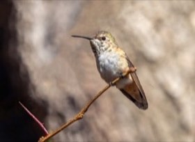 Rufous Hummingbird (Selasphorus rufus) — photo 3