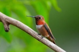 Rufous Hummingbird (Selasphorus rufus) — photo 4