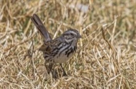 Song Sparrow (Melospiza melodia) — photo 1