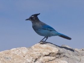 Steller's Jay (Cyanocitta stelleri) — photo 1