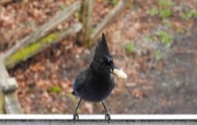 Steller's Jay (Cyanocitta stelleri) — photo 2