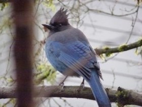 Steller's Jay (Cyanocitta stelleri) — photo 3