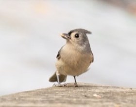 Tufted Titmouse (Baeolophus bicolor) — photo 1