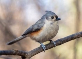 Tufted Titmouse (Baeolophus bicolor) — photo 2