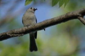 Tufted Titmouse (Baeolophus bicolor) — photo 3