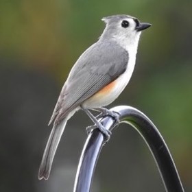 Tufted Titmouse (Baeolophus bicolor) — photo 4
