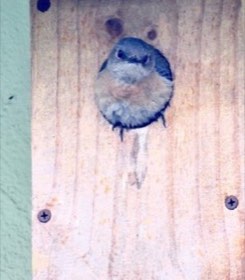 Western Bluebird (Sialia mexicana) — photo 3