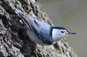 White-breasted Nuthatch (Sitta carolinensis) — photo 1