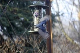 White-breasted Nuthatch (Sitta carolinensis) — photo 2