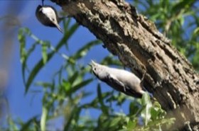 White-breasted Nuthatch (Sitta carolinensis) — photo 3