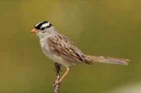White-crowned Sparrow (Zonotrichia leucophrys) — photo 2
