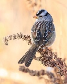 White-crowned Sparrow (Zonotrichia leucophrys) — photo 4