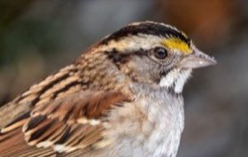 White-throated Sparrow (Zonotrichia albicollis) — photo 1