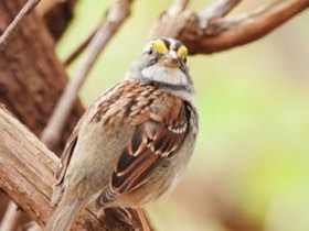 White-throated Sparrow (Zonotrichia albicollis) — photo 3