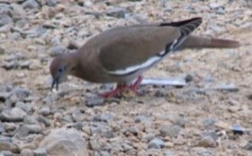 White-winged Dove (Zenaida asiatica) — photo 2