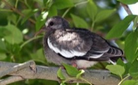 White-winged Dove (Zenaida asiatica) — photo 3