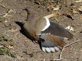 White-winged Dove (Zenaida asiatica) — photo 4