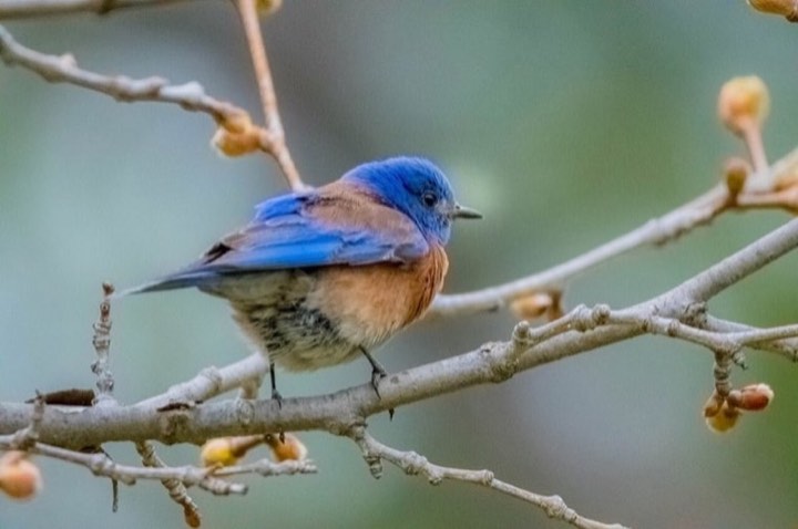 Western Bluebird (Sialia mexicana)