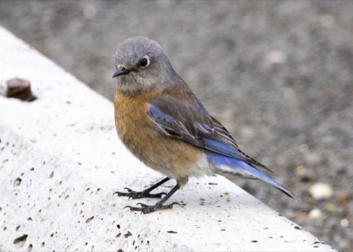 Western Bluebird (Sialia mexicana)