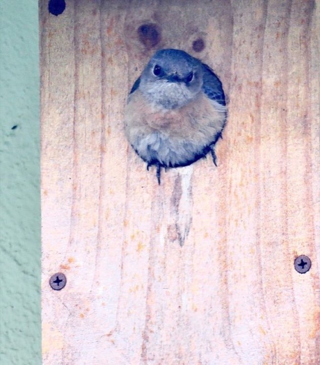 Western Bluebird (Sialia mexicana)