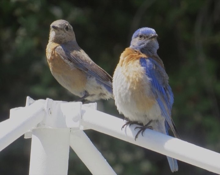 Western Bluebird (Sialia mexicana)