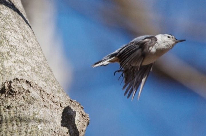 White-breasted Nuthatch (Sitta carolinensis)