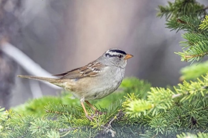 White-crowned Sparrow (Zonotrichia leucophrys)