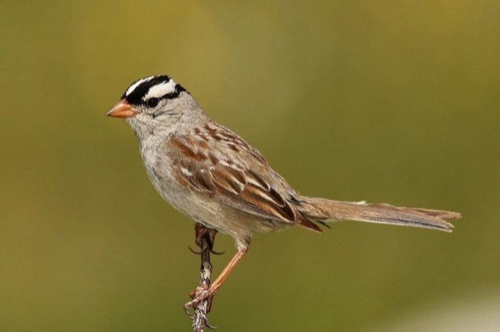 White-crowned Sparrow (Zonotrichia leucophrys)