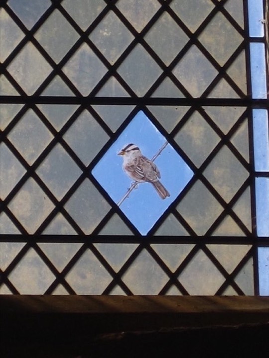 White-crowned Sparrow (Zonotrichia leucophrys)