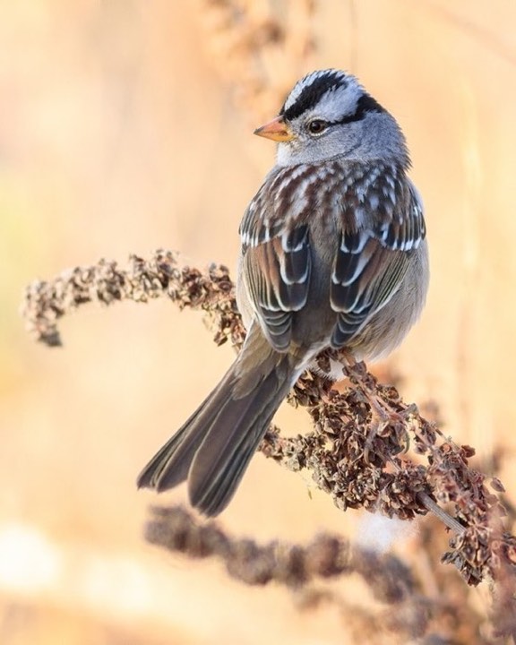 White-crowned Sparrow (Zonotrichia leucophrys)