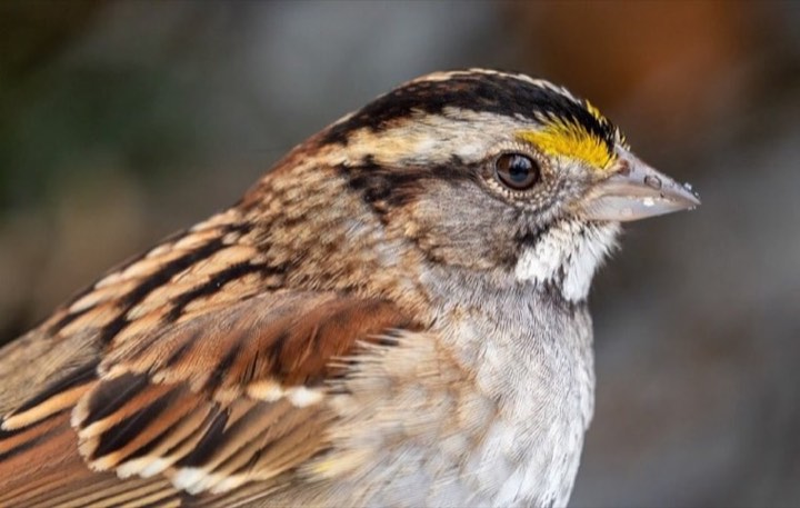 White-throated Sparrow (Zonotrichia albicollis)