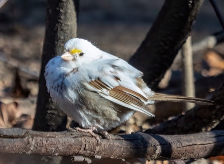 White-throated Sparrow (Zonotrichia albicollis)