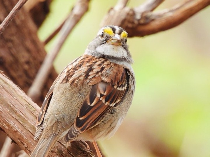 White-throated Sparrow (Zonotrichia albicollis)